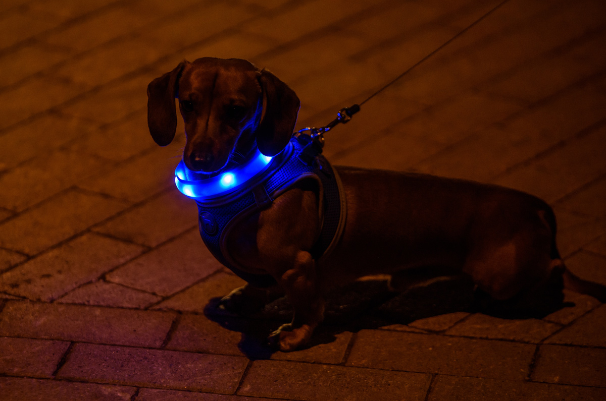 Met je hond of kat veilig de donkere maanden in