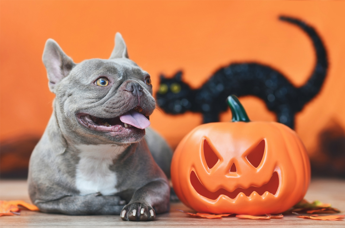 Vier Halloween veilig met je huisdier