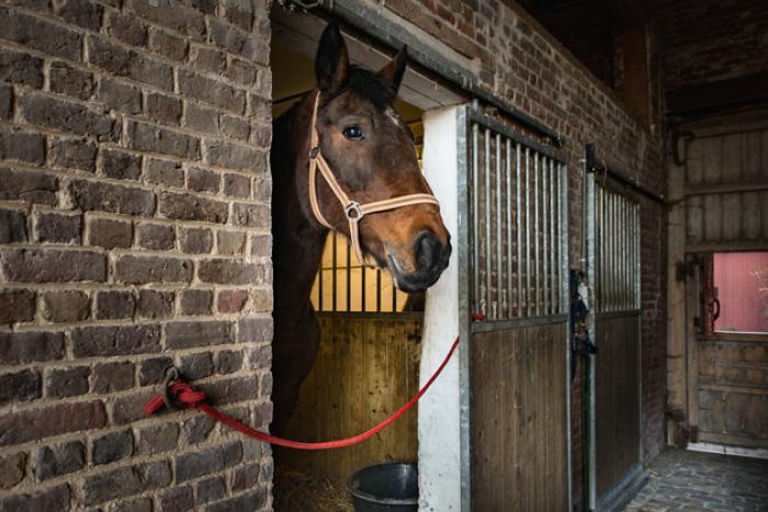 paard 